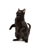 countdown-image-left